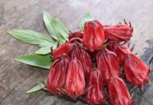 Manfaat Bunga Rosela untuk Kesehatan