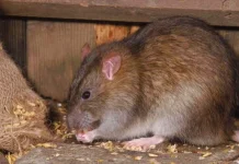 Beberapa Penyakit Berbahaya yang disebabkan Tikus ke Manusia