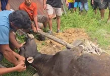 Tiga Masjid Ketungau Sembelih Sepuluh Hewan Kurban