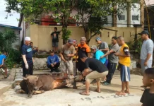 Surau Al Ma’un Sembelih Lima Ekor Sapi