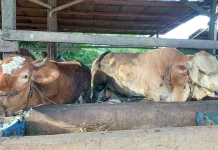 Idul Adha 1447 H Bawa Berkah bagi Peternak Sapi Sintang