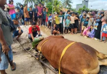Disbunak Sintang Awasi Pemotongan Sapi Kurban Bantuan Presiden