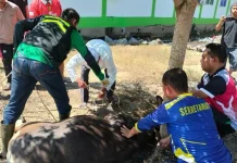 Kemenag Sintang Melakukan Distribusi Daging Kurban 1447 Hijriah