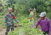 Babinsa Puring Kencana Kapuas Hulu Bantu Warga Binaannya Panen Cabai