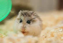 Cara Merawat Hamster di Rumah