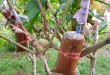 Cara Perbanyakan Bibit Tanaman Mangga
