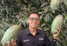 Tahapan-tahapan Budidaya Mangga  agar Hasil Memuaskan