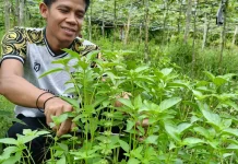 Cara Merawat Tanaman Kemangi agar Tumbuh Subur