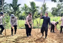 Polsek Suhaid Melaksanakan Penanaman Jagung seluas 1 Hektar
