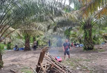 Polsek Belitang Hilir Tertibkan Arena Sabung Ayam