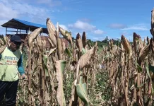 Dukung Swasembada Pangan, Kapolsek Embaloh Hulu Panen Jagung Hibrida