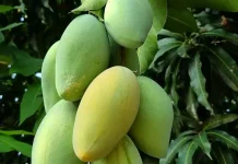 Khasiat Buah Mangga