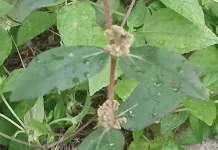Khasiat Daun Patikan Kebo