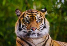 Cindaku, Mitologi Manusia Harimau dari Sumatra