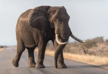 Fakta Unik Tentang Gajah yang Perlu Kamu Ketahui