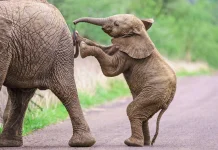 Filosofi Gajah untuk Kehidupan