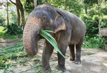 Fakta tentang Gajah Pecinta Manisnya Gula Merah
