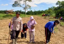 Warga Desa Empajak Tanam Jagung Hibrida