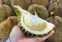 Tips Menikmati Durian tanpa Takut Kolesterol