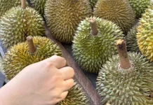 Fakta Menarik Tentang Durian