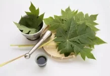 Rahasia Kesehatan di Balik Daun Pepaya