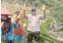 Sinergi Polri dan Kelompok Tani Sentabai Berbuah Panen Jagung Melimpah