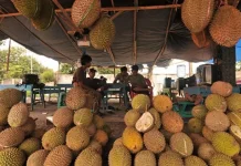 Tips Aman Menikmati Musim Durian