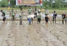 Sintang Memiliki Potensi Tanam Padi Sawah, Wujudkan Swasembada Pangan