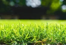 Tips Merawat Rumput Hias di Halaman Rumah