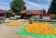 Polsek Menukung Dukung Ketahanan Pangan lewat Demplot Jagung