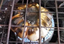Cara Membuat Bawang Putih Bakar yang Pas