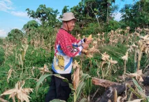 Polsek Menukung Panen Jagung Hibrida