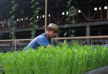 Cara Generasi Muda Menjadi Petani Modern