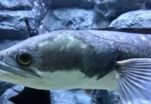 Mengapa Ikan Gabus Berpotensi Membantu Mencegah Stunting pada Anak?