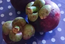 Terungkap! Khasiat Buah Manggis yang Selama Ini Jarang Dibahas