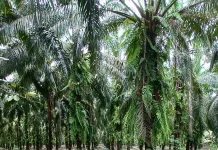 Bupati Sintang : Masyarakat dan Perusahaan Bersinergi Cegah Karhutla
