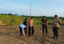 Warga Desa Sungai Ringin Lakukan Penanaman Jagung Hibrida