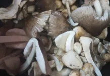 Mengenal Jamur Sawit, Pangan Lokal Kaya Gizi dengan Segudang Manfaat