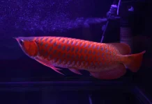 Wajib Tahu! Ikan Hias Endemik dari Sungai Kapuas