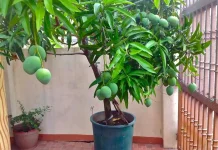 Lahan Terbatas Tak Jadi Kendala, Lima Tanaman Buah Ini Cocok Ditanam di Pot