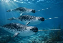 Mengenal Narwhal, Si Unicorn Lautan Arktik