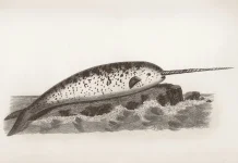 Taring Narwhal Bukan Sekadar Hiasan, Ini Fungsinya