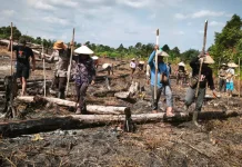 Kekompakan Poktan dan Polisi Wujudkan Lahan Jagung Produktif di Tinting Boyok