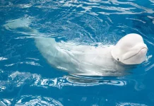Mengenal Paus Beluga, Paus Putih yang Menggemaskan