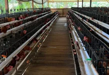 Budidaya Ayam Petelur Jadi Potensi Pangan Lokal untuk Program MBG