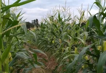 Pangan Lokal Berpotensi Dukung MBG, Petani Masih Jual lewat Agen