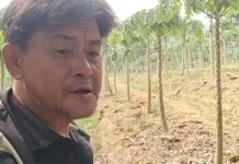 Tanaman Jeruk Jadi Pilihan Bertahan di tengah Kekurangan Air