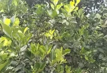 Petani Jeruk Sintang Kembangkan Hasil Pertanian