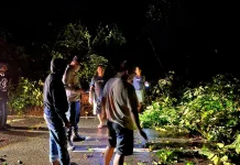 Hujan Deras di Sekadau Tumbangkan Pohon