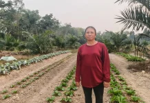 Kemarau, Produksi Sayur di Sintang Menurun
